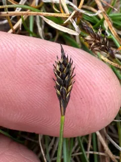 Anderson Sedge thumbnail 1