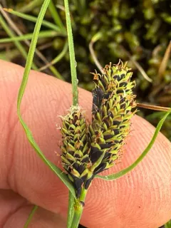 Goose-grass Sedge thumbnail 2