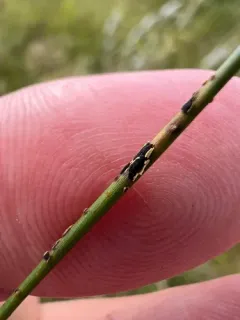 Uromyces silphii thumbnail 1
