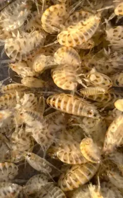 Proboscinotus loquax thumbnail 2