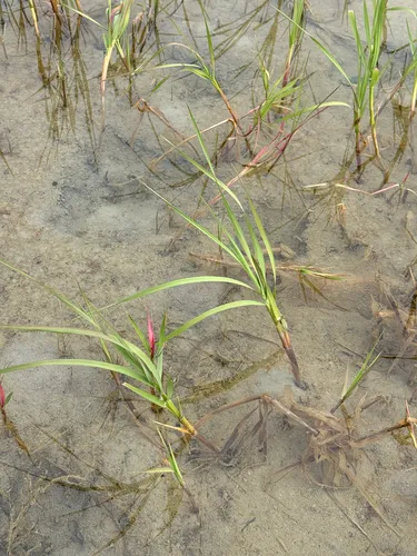 Pendantgrass