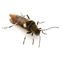 Lion Beetle thumbnail 1