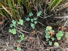 Pacific Waterclover thumbnail 3