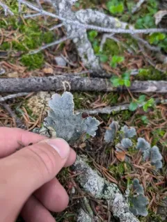 pale-bellied pelt lichen thumbnail 2