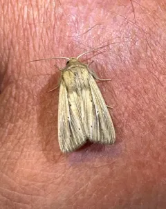Many-lined Wainscot thumbnail 2