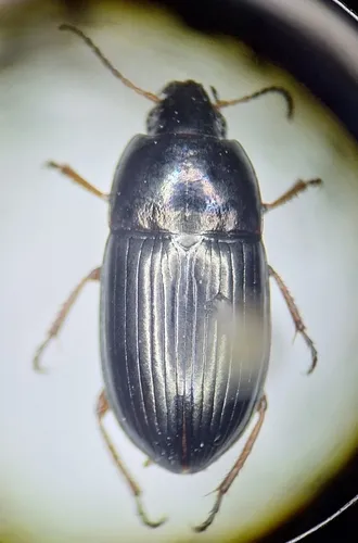 Amara aurata