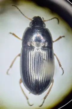Amara aurata thumbnail 1