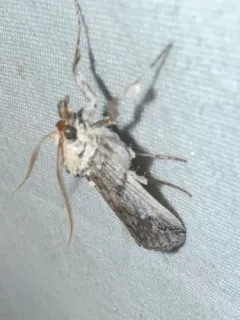 Blue Cactus Borer thumbnail 3
