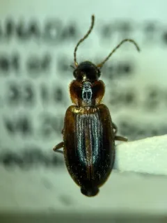 Kindred Ground Beetle thumbnail 2