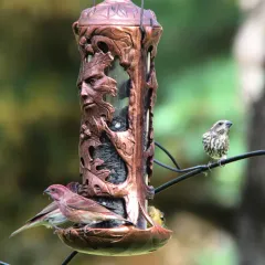 Purple Finch thumbnail 4