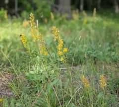 long-petioled showy goldenrod thumbnail 1