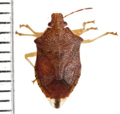 Podisus brevispinus thumbnail 1