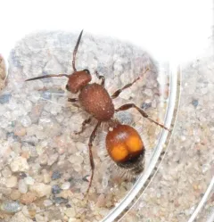 Dasymutilla canella thumbnail 1
