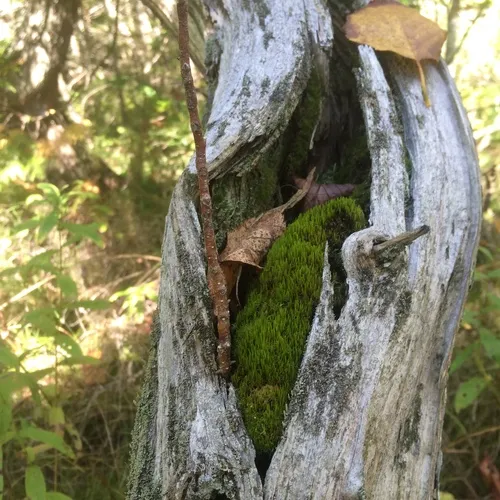 Whip Fork Moss