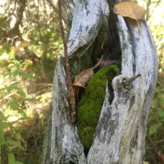 Whip Fork Moss thumbnail 1