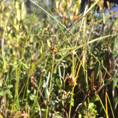 few-seeded sedge