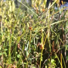 few-seeded sedge thumbnail 1