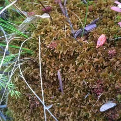 Brown Peatmoss thumbnail 3