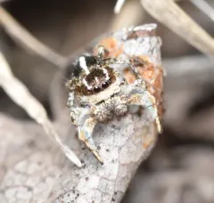 Habronattus cognatus thumbnail 2