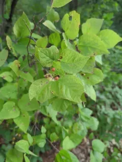 Dwarf Hackberry thumbnail 2