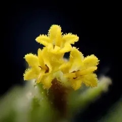 mountain tarweed thumbnail 2