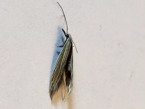 Coleophora acutipennella