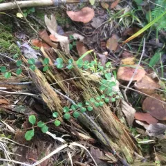 Twinflower thumbnail 2