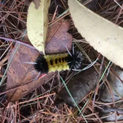 Spotted Tussock Moth thumbnail 2