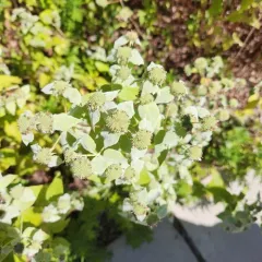 Clustered Mountainmint thumbnail 2
