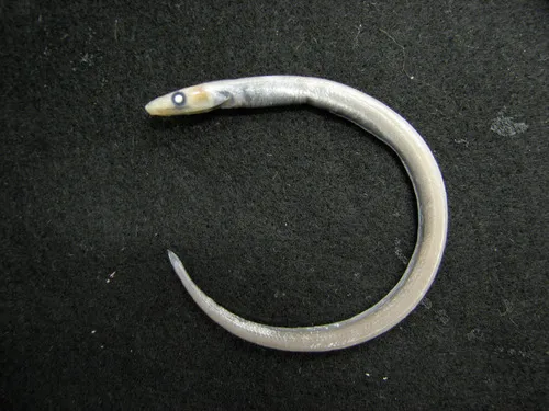 Northern Cutthroat Eel