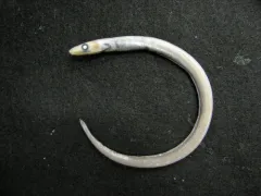 Northern Cutthroat Eel thumbnail 1