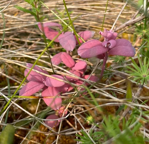 Exobasidium karstenii