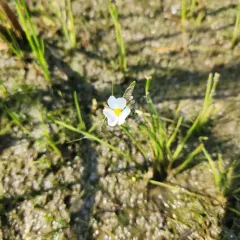 Grass-leaved Arrowhead thumbnail 3