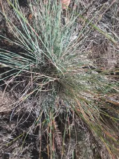 Idaho fescue thumbnail 2