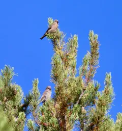 Cassia Crossbill thumbnail 2