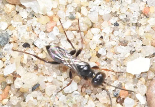 Diploplectron peglowi