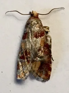Lodgepole Pine Coneborer Moth thumbnail 2
