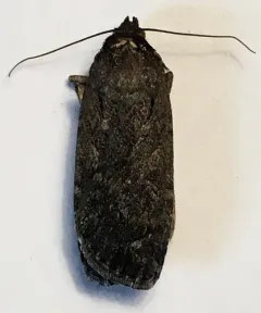 Spaelotis bicava thumbnail 2