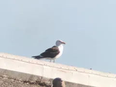 Kelp Gull thumbnail 2