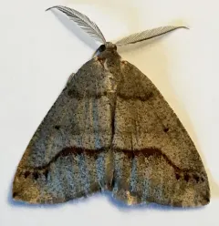 Spurred Wave Moth thumbnail 4