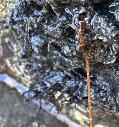 Six-lined Ribbon Worm thumbnail 1