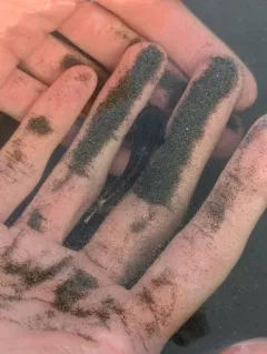 Rosybrown Snailfish thumbnail 2