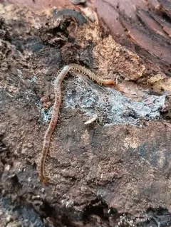 Diamondback Soil Centipede thumbnail 2