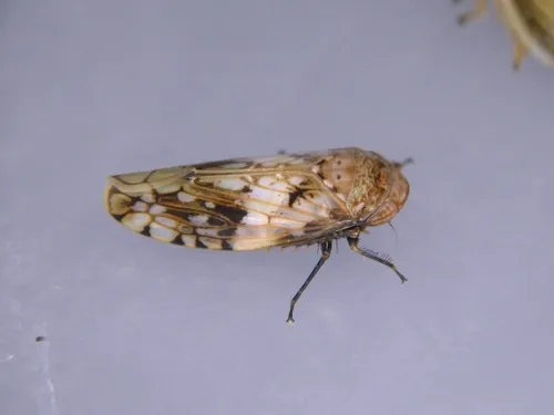 Menosoma cinctum
