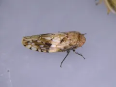 Menosoma cinctum thumbnail 1