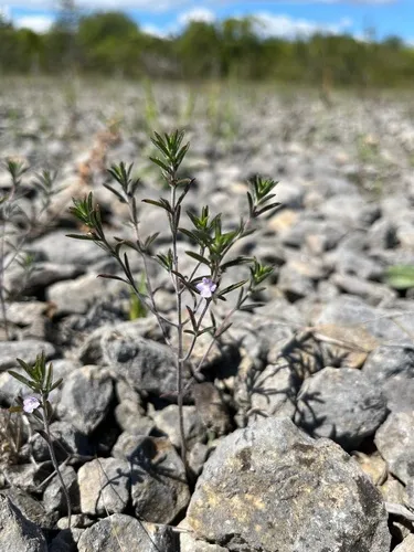 Summer Savory