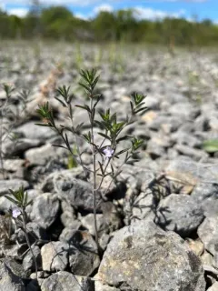 Summer Savory thumbnail 1