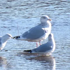American Herring Gull thumbnail 4
