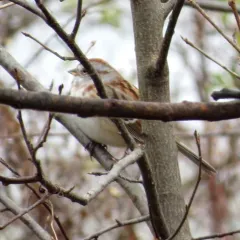 American Tree Sparrow thumbnail 2