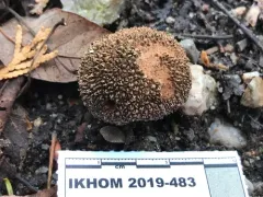 Lycoperdon caudatum thumbnail 3